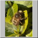 Anthophora plumipes - Pelzbiene m03.jpg